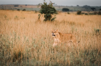 Løve i Murchison Falls National Park - Uganda