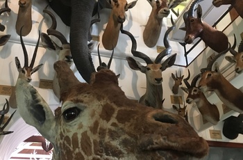 Museet på Dunrobin Castle er fyldt med jagt trofæer