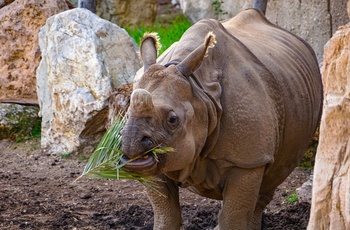 Næsehorn i Zoo