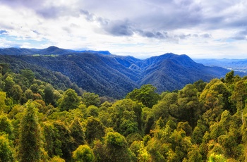 Dorrigo National Park - New South Wales