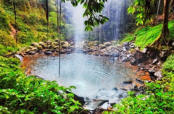 Crystal Shower Falls i Dorrigo National Park - New South Wales