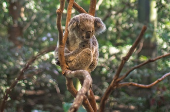 Koala i en skov i Australien