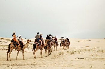 På kamel gennem sandklitterne nær Port Stephens - New South Wales