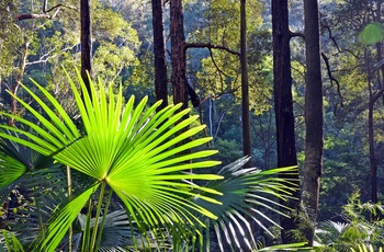 Regnskov i Royal National Park - New South Wales