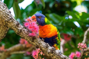 Papegøje i den botaniske have i Sydney
