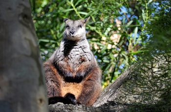 Wallaby i Australien