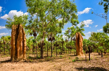 Termitboer i Litchfield National Park - Northern Territory