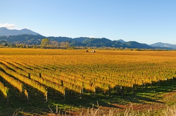 Vinmarker i Nelson Tasman, Sydøen, New Zealand