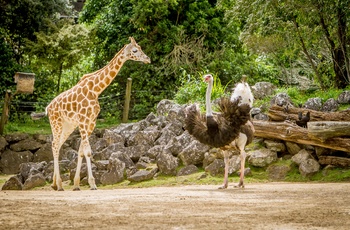 Giraf og struds i Auckland Zoo, New Zealand