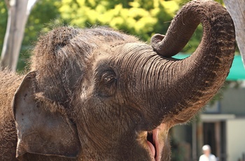 Elefant i Auckland Zoo, New Zealand