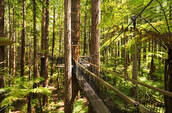 Giant Redwoods Treewalk i Whakarewarewa skoven nær Rotorua, Nordøen i New Zealand