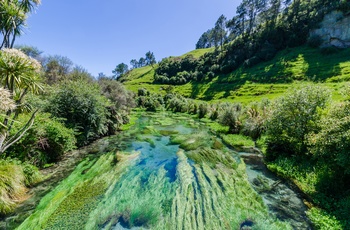 Blue Spring og Te Waihou Walkway - Nordøen i New Zealand