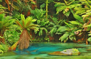 Blue Spring og Te Waihou Walkway - Nordøen i New Zealand