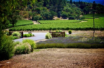 USA Californien Napa Valley