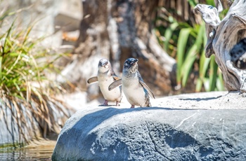 Pingviner i National Aquarium, Napier på New Zealands nordø
