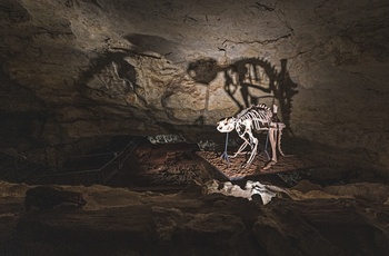 Udstilling af fossil i Victoria Fossil Cave, Naracoorte Caves National Park, South Australia