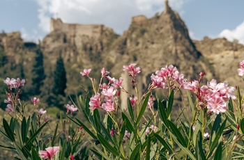 Smukke blomster med Narikala-fæstningen i baggrunden, Tbilisi - Georgien