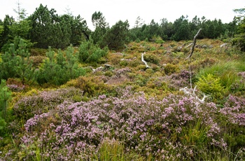 Nationalpark Schwarzwald © Arne Kolb