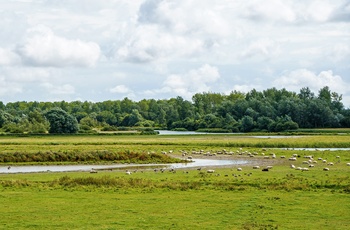 Naturen langs Schlei-fjorden i Slesvig-Holsten - Tyskland