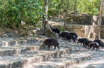 Navlesvin i de gamle mayaruiner i Calakmul - Mexico
