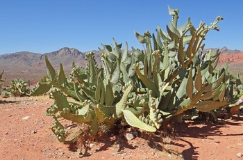 Kaktus i Valley of Fire State Park i Nevada - USA