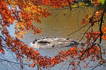 Skildpadder i Central Park, New York