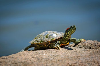 Skildpadde i Central Park, New York
