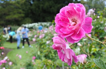 Parnell Rose Gardens, Auckland, New Zealand