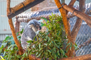 Koalaer i Zoo, Australien