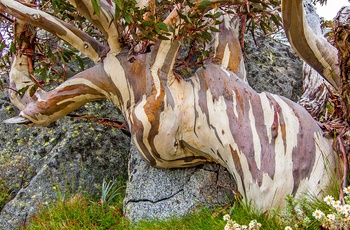 Sne-Eukalyptus i Snowy Mountains, New South Wales i Australien