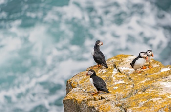 Søpapegøjer nær kystbyen Elliston, Newfoundland i Canada