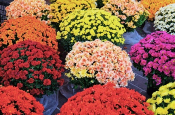 Farverige blomster på blomstermarkedet Cours Saleya i Nice, Frankrig