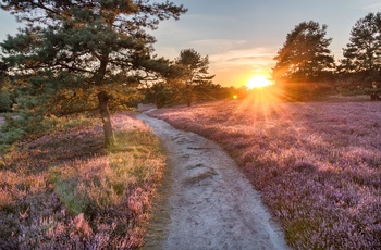 Aftensol over hedelandskabet - Lüneburger Heide i Niedersachsen