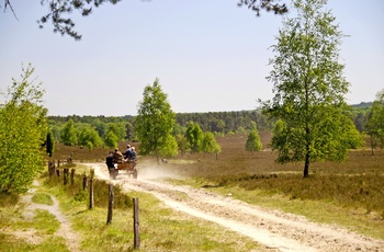 I hestevogn gennem Lüneburger Heide i Niedersachsen