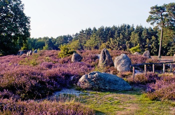 Hedelandskabet - Lüneburger Heide i Niedersachsen