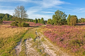 Hedelandskabet - Lüneburger Heide i Niedersachsen