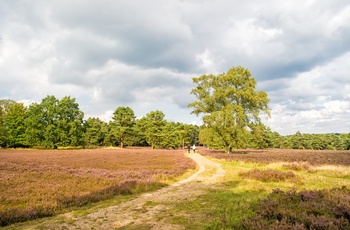 På vandretur gennem hedelandskabet - Lüneburger Heide i Niedersachsen