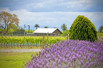 Vingård i Hawkes Bay, Nordøen - New Zealand