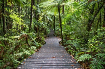 Vandrerute i Waipoua Kauri Forest – gammel regnskov på Nordøen i New Zealand