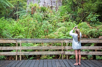 Waipoua Kauri Forest – gammel regnskov på Nordøen i New Zealand