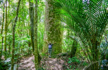 Waipoua Kauri Forest – gammel regnskov på Nordøen i New Zealand