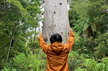 Waipoua Kauri Forest – gammel regnskov på Nordøen i New Zealand