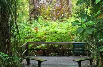 Waipoua Kauri Forest – gammel regnskov på Nordøen i New Zealand