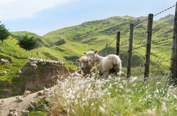 Græssende får i Wairarapa regionen på New Zealands Nordø