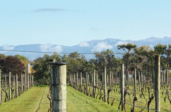 Vinregionen Wairarapa på New Zealands Nordø