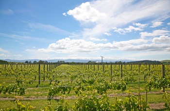  Vinregionen Wairarapa på New Zealands Nordø