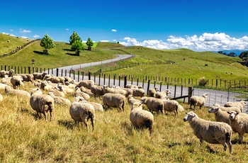 Græssende får i grønt landbrugsområde, Nordøen i New Zealand