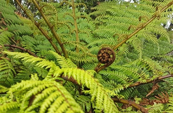 De smukke, store bregner i Waitakere Ranges Regional Park - Nordøen i New Zealand