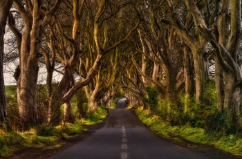 Nordirland, Count Antrim - Dark Hedges ved Stranocum