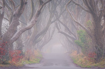 Nordirland, County Antrim - The Dark Hedges i typisk nordirsk efterårsvejr